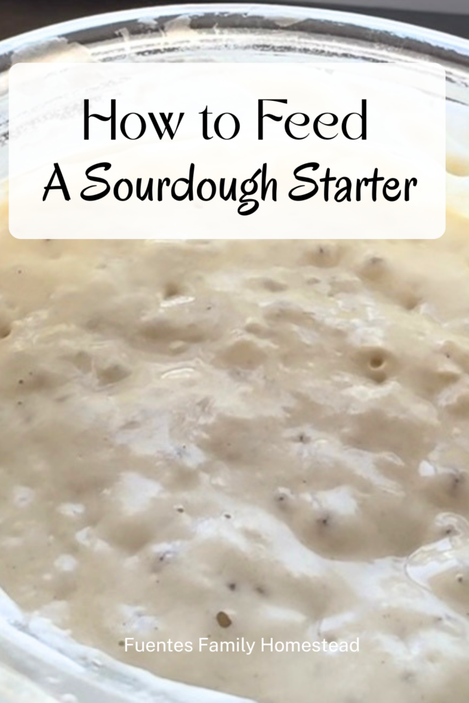 a pinterest pin on how to feed your sourdough starter. 