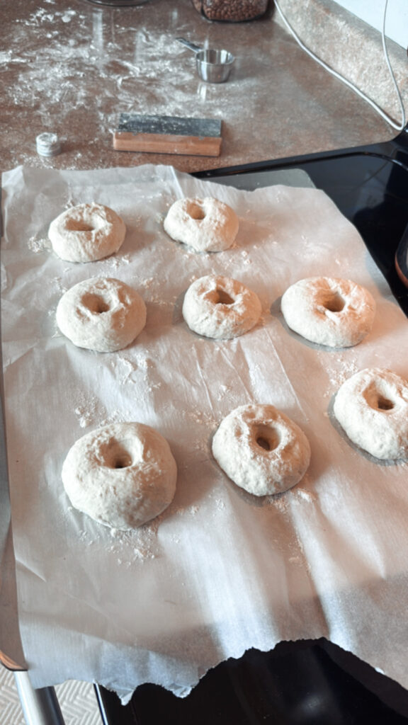bagel dough, shaped and rising before baking